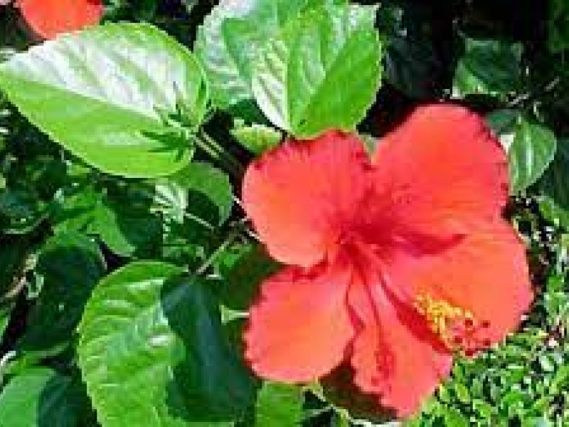 Bunga Kembang Sepatu