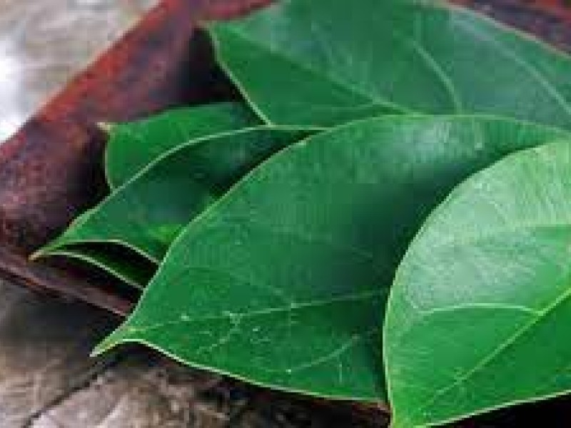 Daun Cincau
