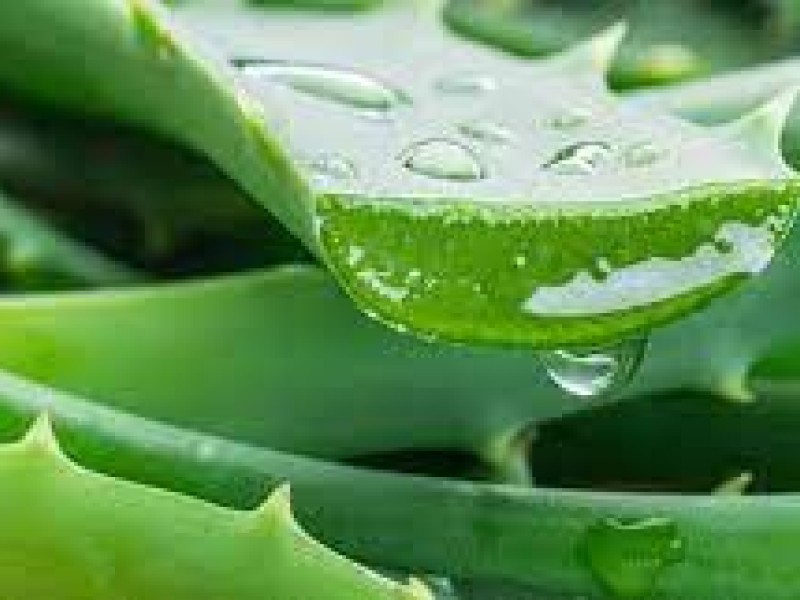Lidah Buaya