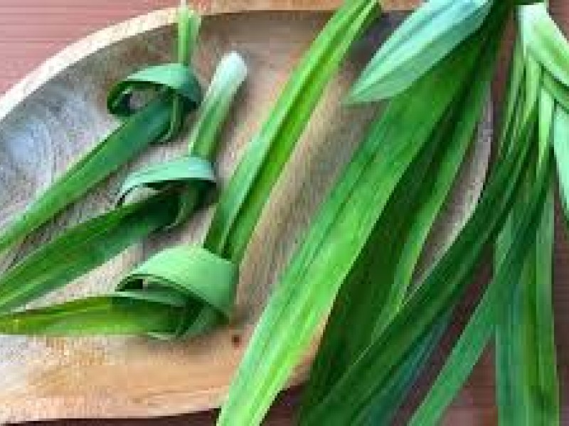 Daun Pandan