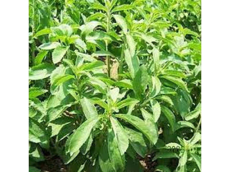 STEVIA